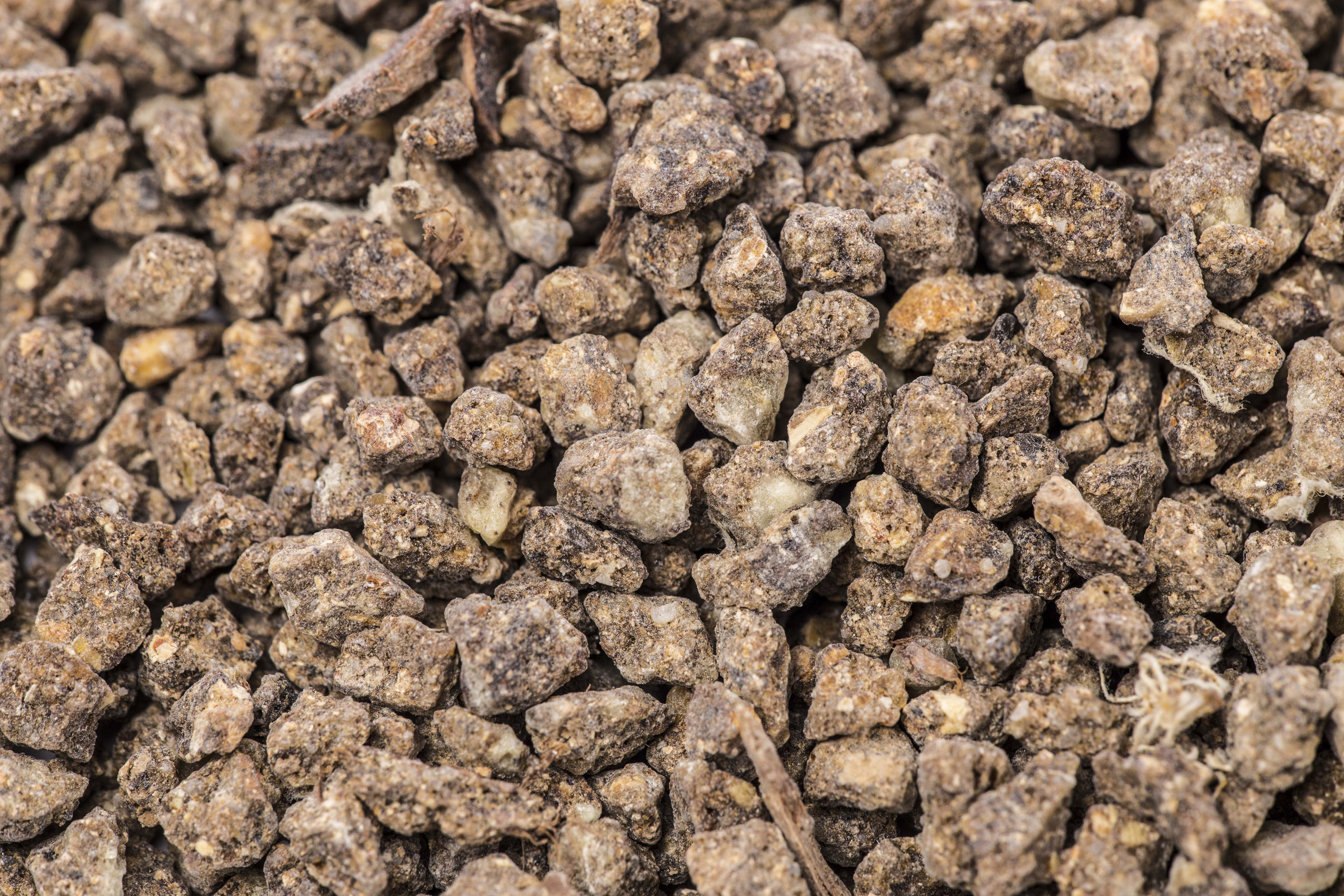 INCENSO BENZOE SUMATRA